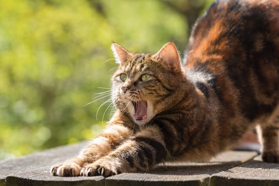 Stretching of limbs usually accompany yawning.
