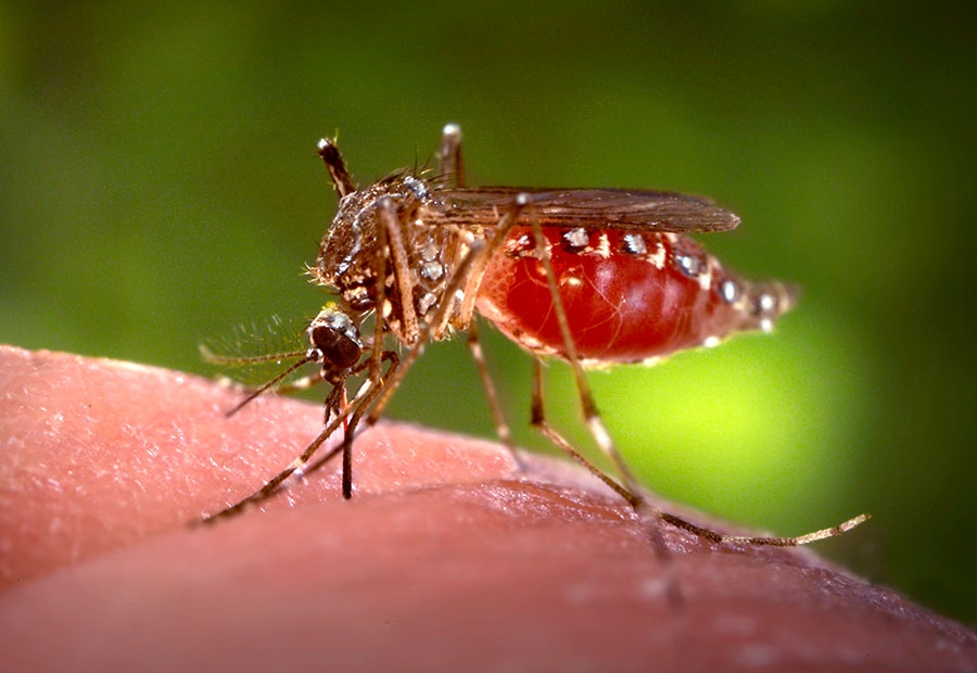 Female Aedes aegypti mosquito, obtaining a blood-meal from a human host through her fascicle.